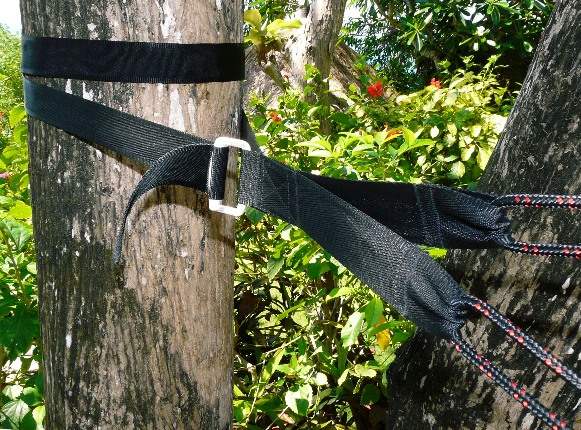 Sangles de serrage de luxe pour arbres